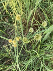Cyperus croceus