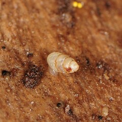 Carychium