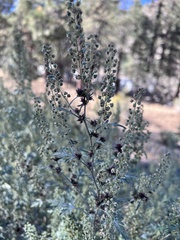 Ambrosia acanthicarpa