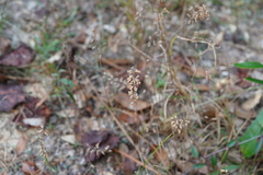 Dicerandra densiflora