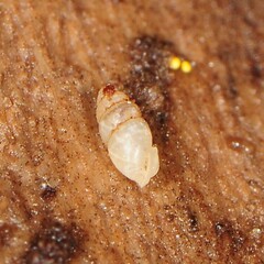 Carychium