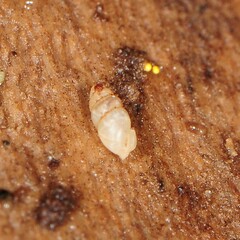 Carychium