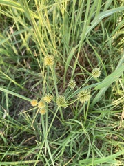 Cyperus croceus