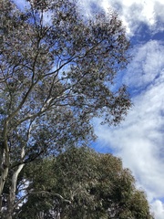 Glossopsitta concinna