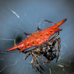 Gasteracantha diardi