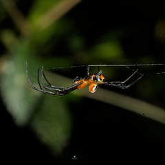 Leucauge fastigata