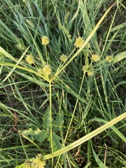 Cyperus croceus