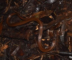 Coniophanes imperialis
