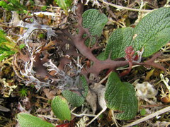 Masonhalea richardsonii