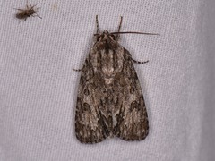 Acronicta rubricoma