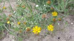 Grindelia inuloides