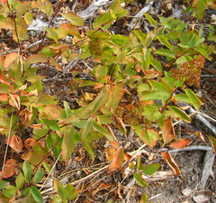 Spiraea betulifolia