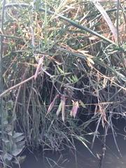 Lathyrus jepsonii jepsonii