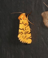 Chrysoecia atrolinea