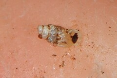 Carychium