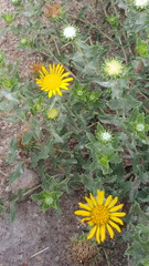 Grindelia inuloides