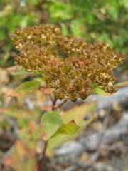 Spiraea betulifolia