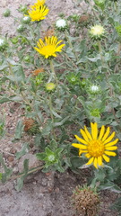 Grindelia inuloides