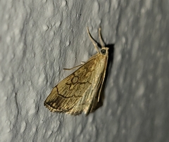 Evergestis pallidata