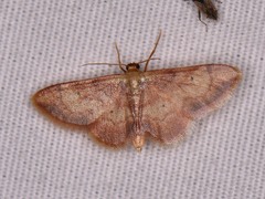 Idaea demissaria