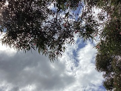 Glossopsitta concinna