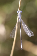 Lestes disjunctus