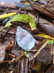 Clavogaster virescens