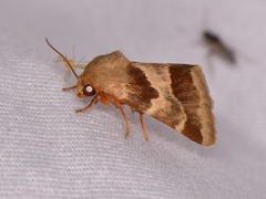 Schinia lynx