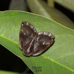 Ricaniidae