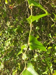 Smilax auriculata