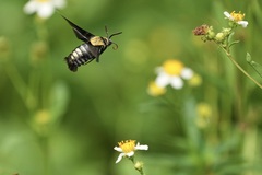 Sataspes tagalica