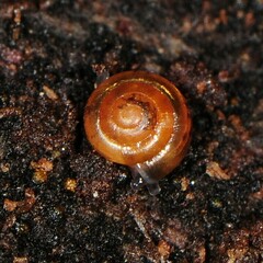 Euconulus