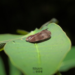 Ricaniidae