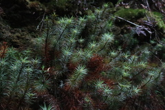 Dawsonia superba