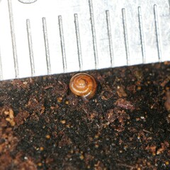 Euconulus