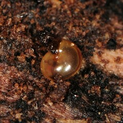 Euconulus