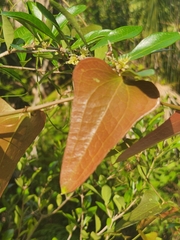 Smilax auriculata
