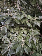 Salix hookeriana
