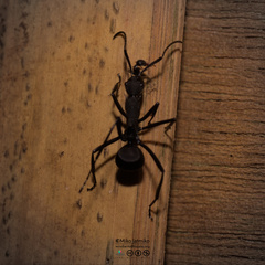 Myrmhopla