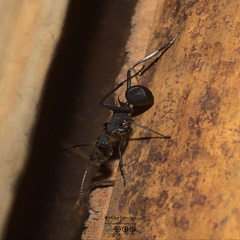 Myrmhopla