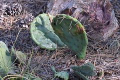 Opuntia gilvescens