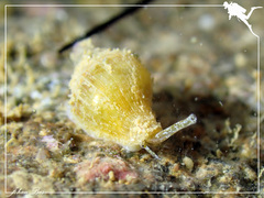 Neogastropoda