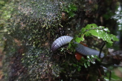 Pheretima darnleiensis