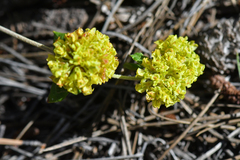 Eriogonum wootonii