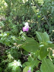 Impatiens balfourii
