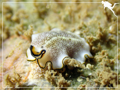 Pseudoceros heronensis