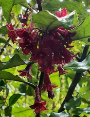 Alseuosmia macrophylla