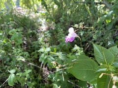 Impatiens balfourii