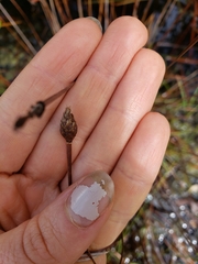 Xyris elliottii