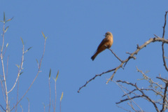 Hirundinea ferruginea